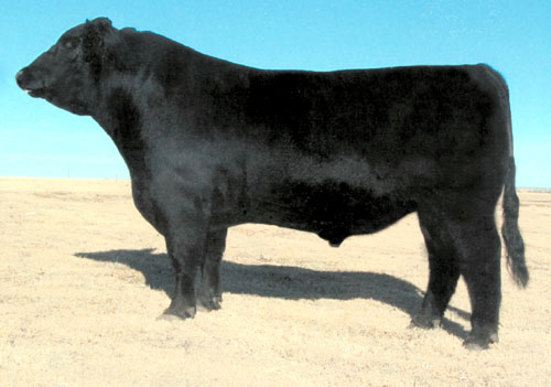 Chiangus - COW BREEDS | DZROXIS JISHEBI | ძროხის ჯიშები